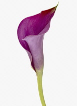 Lily, Zantedeschia 'Captain Prado', Arum lily, Calla lily.