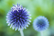 Globe thistle, Echinops bannaticus.