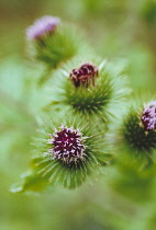 Burdock, Arctium lappa.