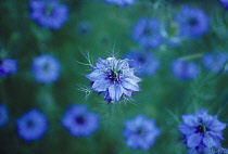 Love-in-a-mist, Nigella damascena.