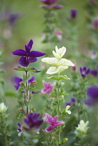 Sage, Annual clary sage, Salvia viridis.