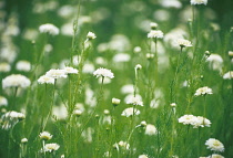 Chamomile, Chamaemelum nobile 'Fore Pleno'.