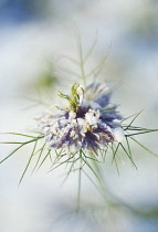 Love-in-a-mist, Nigella damascena.