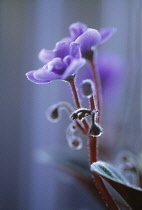African violet, Saintpaulia.