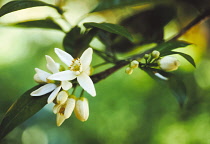 Tangerine, Citrus reticulata.