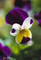 Heartsease, Viola tricolor.