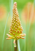 Red hot poker, Kniphofia 'Coral flame'.