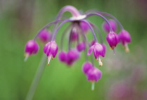 Allium, Allium cernuum.