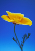 Poppy, Californian poppy, Eschscholzia californica.