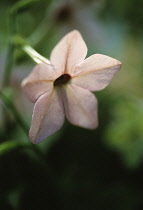 Tobacco plant, Nicotiana x sanderae 'Salmon Pink'.