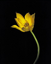 Tulip, Tulipa.