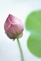 Lotus, Sacred lotus, Nelumbo nucifera.