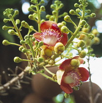 Cannon ball tree, Couroupita guianensis.