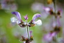 Sage, Clary sage, Salvia sclarea var turkestanica.