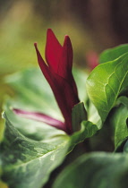 Trillium, Trillium chloropetalum giganteum.