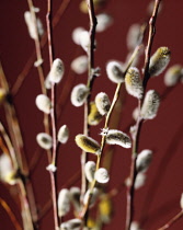 Pussy willow, Salix caprea.