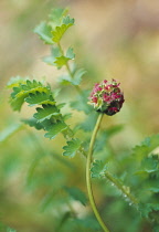 Salad burnet, Sanguisorba minor.