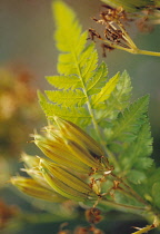 Sweet cicely, Myrrhis odorata.
