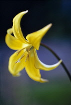 Dog's tooth violet, Erythronium 'Pagoda'.