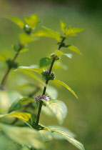 Mint, Ginger mint, Mentha x gracilis Variegata.