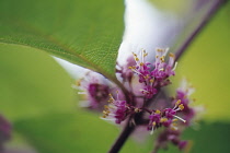 Beauty berry, Callicarpa bodinieri var. giraldii.