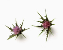 Milk thistle, Blessed Mary thistle, Silybum marianum.