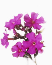 Phlox.