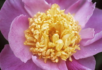 Peony, Paeonia 'Globe of Light'.