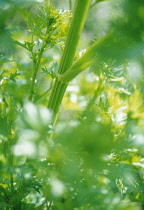 Celery, Apium graveolens.