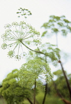 Angelica, Angelica archangelica.