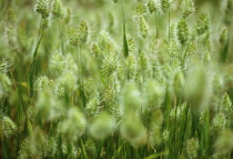 Grass, Crested dog's-tail grass, Cynosurus cristatus.