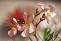 Frangipani, West Indian jasmine, Monoi, Plumeria rubra.