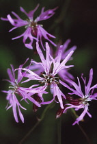 Ragged robin, Lychnis flos-cuculi.