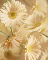Gerbera.