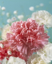 Carnation, Dianthus.