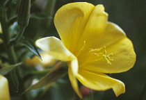 Evening primrose, Oenothera biennis.