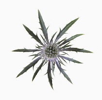 Sea holly, Eryngium x oliverianum.