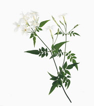 Jasmine, Jasminum.