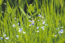 Speedwell, Veronica persica.