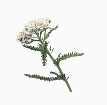 Yarrow, Achillea millefolium.