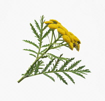 Tansy, Tanacetum vulgare.