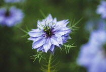 Love-in-a-mist, Nigella damascena.