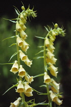 Foxglove, Digitalis grandiflora.