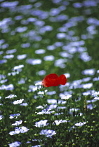 Poppy & Linseed, Flax, Papaver & Linum usitatissimum.