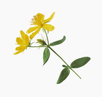 St John's wort, Hypericum perforatum.