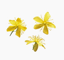 St John's wort, Hypericum perforatum.