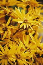 Daisy, Ligularia dentata 'Othello'.