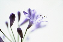 Agapanthus.