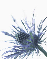 Sea holly, Eryngium alpinum.