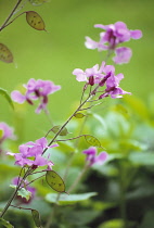 Honesty, Lunaria annua.
